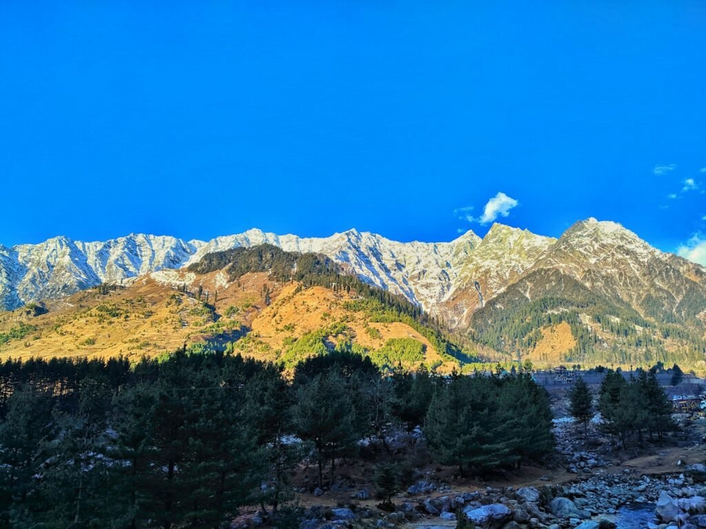 Pine trees and mountains