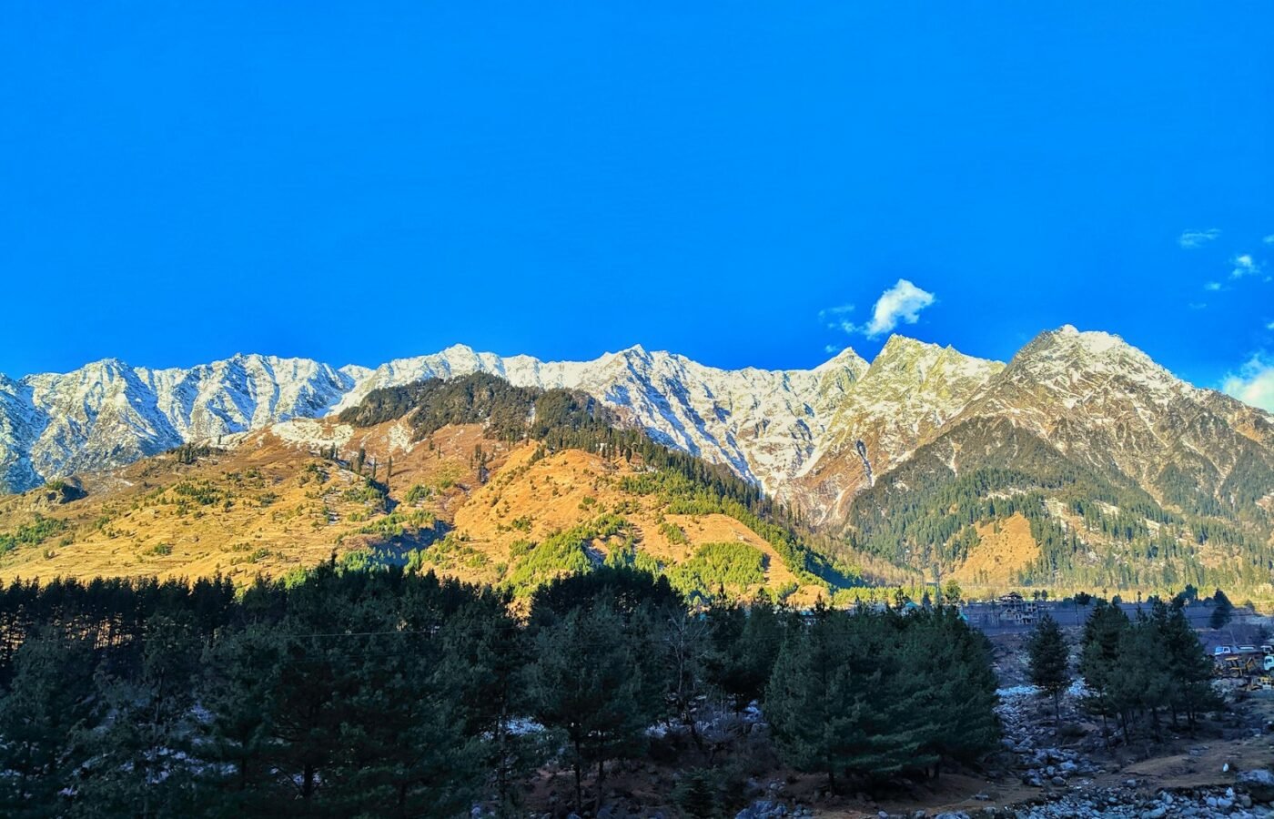 Pine trees and mountains