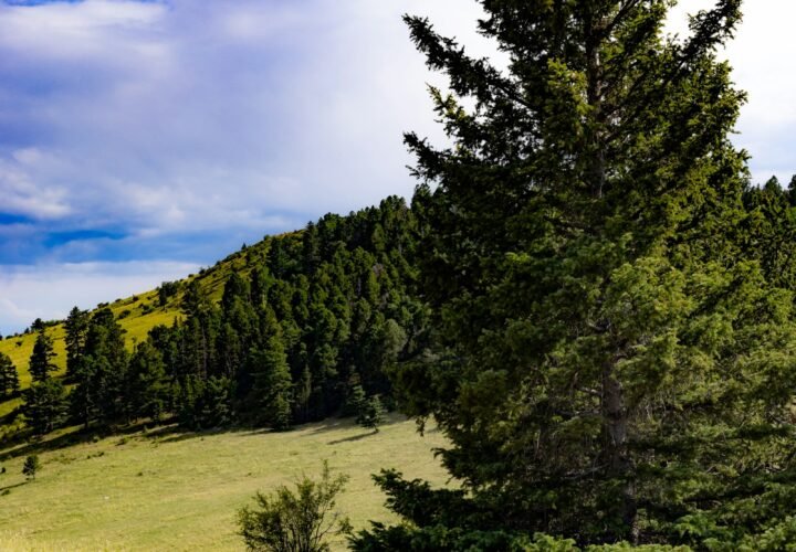 Hills and trees